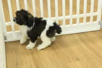 Scout, a male Cavapoo for sale in Hickory, NC – 6 of 10
