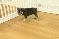 Rover, a male French Bulldog for sale in Hickory, NC – 4 of 10