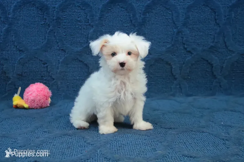 Colby – Maltipoo puppy for sale in Hickory, NC