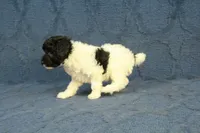 Gia, a female Poodle - Toy  for sale in Hickory, NC – 4 of 10