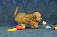 Sophie, a female Maltipoo for sale in Hickory, NC – 8 of 10