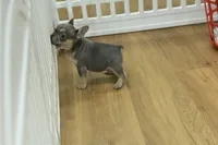 Fred, a male French Bulldog for sale in Hickory, NC – 8 of 8