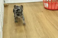 Betty, a female French Bulldog for sale in Hickory, NC – 5 of 10