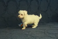 Callie, a female Maltipoo for sale in Hickory, NC – 5 of 9