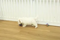 Camila, a female Bichon Frise and Maltipoo for sale in Hickory, NC – Photo 2 of 8