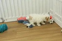 Camila, a female Bichon Frise and Maltipoo for sale in Hickory, NC – Photo 5 of 8