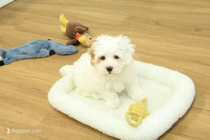 Camila – Bichon Frise, Maltipoo puppy for sale in Hickory, NC