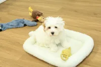 Camila, a female Bichon Frise and Maltipoo for sale in Hickory, NC – Photo 1 of 8