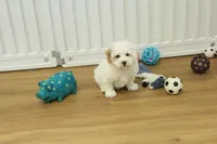 Camila, a female Bichon Frise and Maltipoo for sale in Hickory, NC – Photo 4 of 8