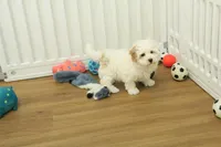 Camila, a female Bichon Frise and Maltipoo for sale in Hickory, NC – Photo 6 of 8