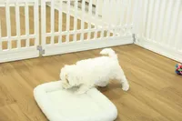 Camila, a female Bichon Frise and Maltipoo for sale in Hickory, NC – Photo 8 of 8