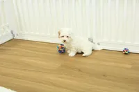 Camila, a female Bichon Frise and Maltipoo for sale in Hickory, NC – Photo 7 of 8