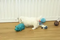 Camila, a female Bichon Frise and Maltipoo for sale in Hickory, NC – Photo 3 of 8