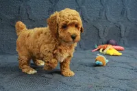 Gemma, a female Poodle - Toy  for sale in Hickory, NC – 7 of 10