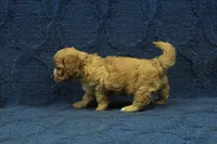 Levi F1B, a male Cavapoo for sale in Hickory, NC – 10 of 10