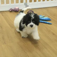 Jubilee, a female Cavachon for sale in Hickory, NC – Photo 9 of 10