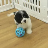 Jubilee, a female Cavachon for sale in Hickory, NC – Photo 7 of 10