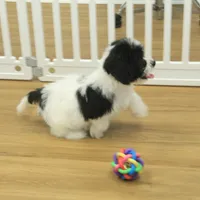 Jubilee, a female Cavachon for sale in Hickory, NC – Photo 3 of 10