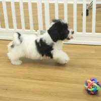 Jubilee, a female Cavachon for sale in Hickory, NC – Photo 5 of 10
