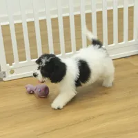 Jubilee, a female Cavachon for sale in Hickory, NC – Photo 4 of 10