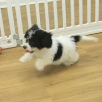 Jubilee, a female Cavachon for sale in Hickory, NC – Photo 6 of 10
