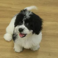 Jubilee, a female Cavachon for sale in Hickory, NC – Photo 8 of 10