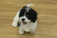 processed/478e0625-a61e-4667-8eb8-9f62e754dc14/listing/f1018957-a35b-4410-b8c7-81463bb13a24/a95f8302-9fd6-41b7-bb2c-c925416ada0d