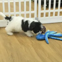 Jubilee, a female Cavachon for sale in Hickory, NC – Photo 10 of 10