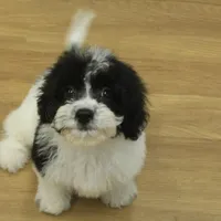 Jubilee, a female Cavachon for sale in Hickory, NC – Photo 1 of 10