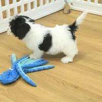 Jubilee, a female Cavachon for sale in Hickory, NC – Photo 2 of 10