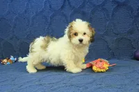 Rocky, a male Cavachon for sale in Hickory, NC – 3 of 10