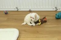 Cupcake, a female Bichon Frise and Maltipoo for sale in Hickory, NC – Photo 6 of 10