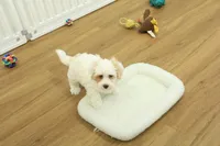 Cupcake, a female Bichon Frise and Maltipoo for sale in Hickory, NC – Photo 8 of 10