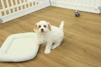 Cupcake, a female Bichon Frise and Maltipoo for sale in Hickory, NC – Photo 4 of 10