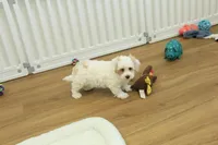 Cupcake, a female Bichon Frise and Maltipoo for sale in Hickory, NC – Photo 9 of 10