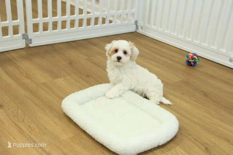 Cupcake – Bichon Frise, Maltipoo puppy for sale in Hickory, NC