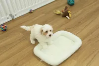 Cupcake, a female Bichon Frise and Maltipoo for sale in Hickory, NC – Photo 7 of 10