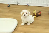 Cupcake, a female Bichon Frise and Maltipoo for sale in Hickory, NC – Photo 5 of 10