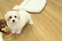 Cupcake, a female Bichon Frise and Maltipoo for sale in Hickory, NC – Photo 10 of 10