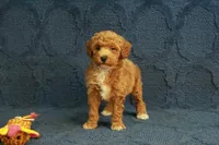 Glory, a female Poodle - Toy  for sale in Hickory, NC – 2 of 10