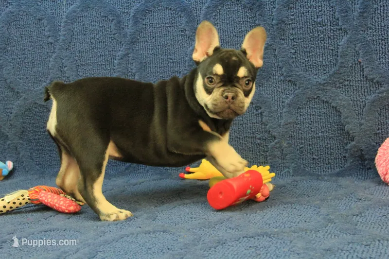 Wilma Chocolate & Tan – French Bulldog puppy for sale in Hickory, NC