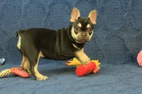 Wilma Chocolate & Tan, a female French Bulldog for sale in Hickory, NC – 1 of 10