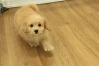 Golden Boy, a male Cavachon for sale in Hickory, NC – 6 of 10