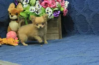 Beanie, a male Chihuahua for sale in Hickory, NC – 9 of 10