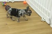 Betty, a female French Bulldog for sale in Hickory, NC – 8 of 10