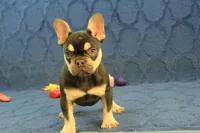 Wilma Chocolate & Tan, a female French Bulldog for sale in Hickory, NC – 6 of 10