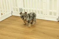 Raisin, a female French Bulldog for sale in Hickory, NC – 5 of 10