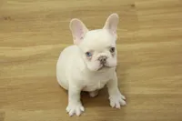 Cowboy, a male French Bulldog for sale in Hickory, NC – 9 of 10