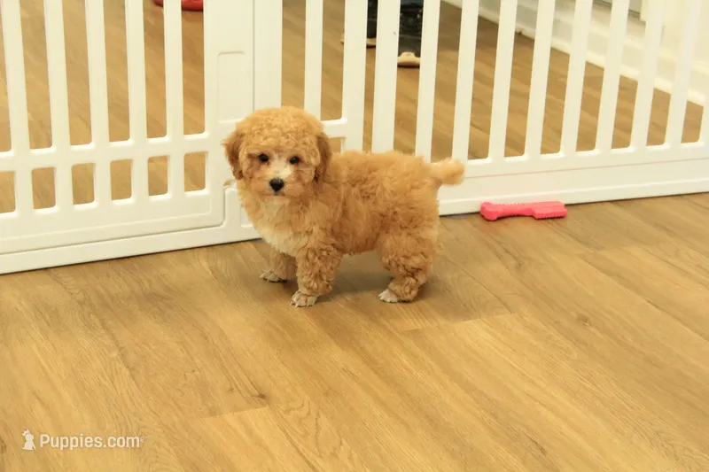 Annie – Poodle - Toy  puppy for sale in Hickory, NC