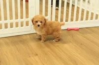 Annie, a female Poodle - Toy  for sale in Hickory, NC – 1 of 9